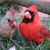 Debbie Potenziani Kelley's profile image