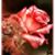 Brenda Lennon's profile image