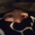 Duane Sablan's profile image
