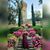 Annick Ramadori's profile image