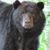 Neala Schleuning's profile image