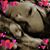 Nancy Cahoon's profile image