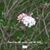 Elizabeth Villard Snyder's profile image
