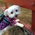 Susan Oliveira's profile image