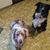 Peggy McClintock's profile image