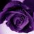 Cristy Viola's profile image