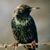 Chuck Letourneau's profile image