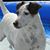 Zoe Ray's profile image