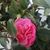 Francesca Hamilton Whitcomb's profile image