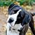 Gail Trieb Boles's profile image