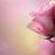 Rhonda Skeen Barlak's profile image