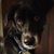 Nick Dowler's profile image