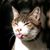 Donna Childress's profile image