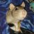 Karen Drone's profile image