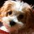 Stephanie Jones Laxson's profile image