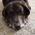 Carole Albrecht Hoover's profile image