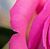 Karen Alicia Mestrinelli's profile image