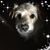Kathy Sargent Varner's profile image