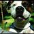 Dawn Brihn's profile image