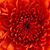 Gail Fenildo's profile image