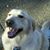 Paula Orphanidys's profile image