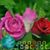Rosa Sanchez's profile image