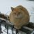 Paul Renaud's profile image