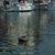 Kathy Caves's profile image