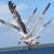 Kim Laucks's profile image