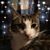 King Rory's profile image