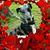 Pat Triot's profile image