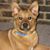 Lisa Mitchell's profile image