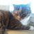 Debbie Meck Sanborn's profile image