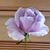 Nancy Mobley Thompson's profile image