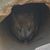 Diana Pfeiffer's profile image
