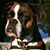 Sheila Peters's profile image