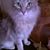 Sherry Garcia's profile image