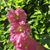 Jo Ann Schmisseur Kahn's profile image