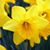 Sue Bartlett's profile image