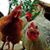 Karen Easterwood's profile image