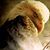 Tonia Zenon-Alfred's profile image