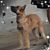 Deborah Kay Wade's profile image