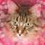 Laurie Edwards Moses's profile image