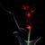 Solmaira Venancio's profile image