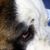 Suzanne Schiavoni's profile image