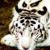Lisa Malone's profile image