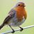 Robin Moen Salander's profile image