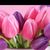 Lori Tanner's profile image