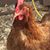Marcella Mulholland Lang's profile image