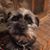 Sue Blades Iles's profile image